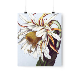 Open image in slideshow, Epiphyllum-Thomasianum Antique Floral Print
