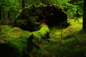 forest free use Pixabay