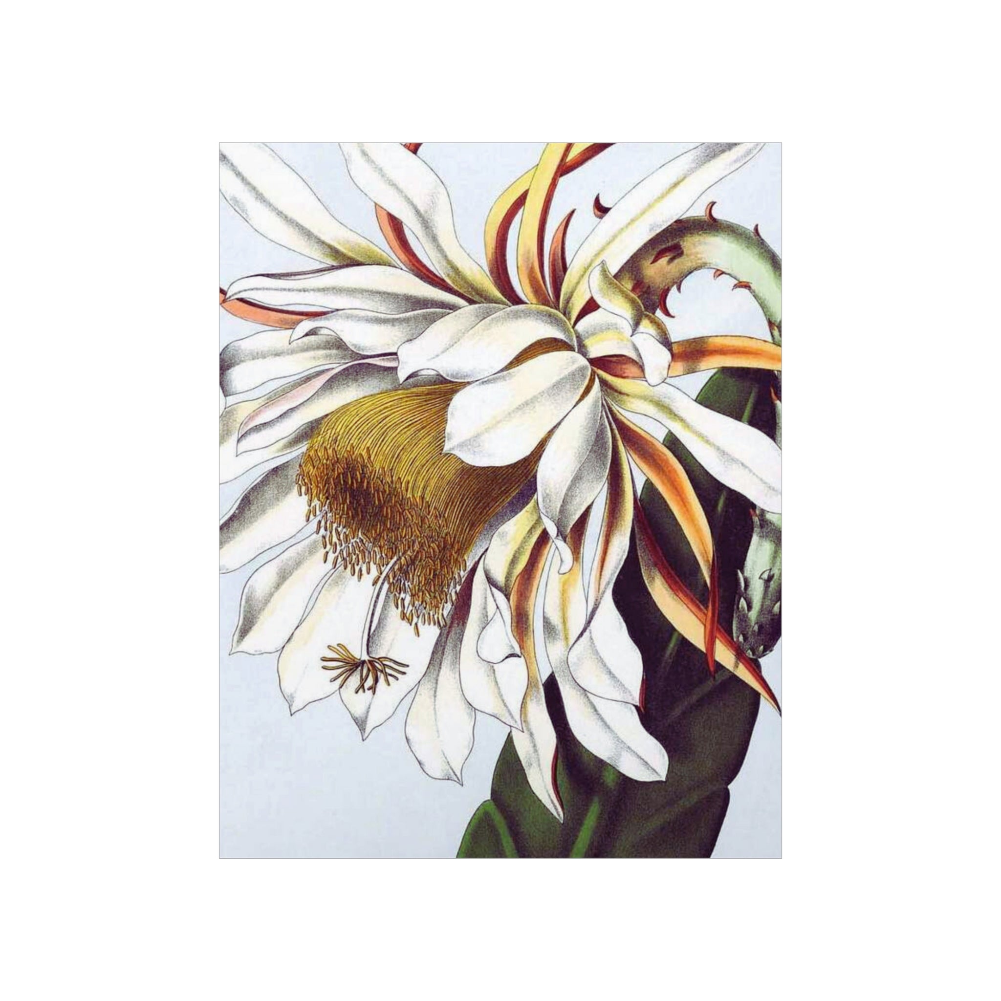 Epiphyllum-Thomasianum Antique Floral Print