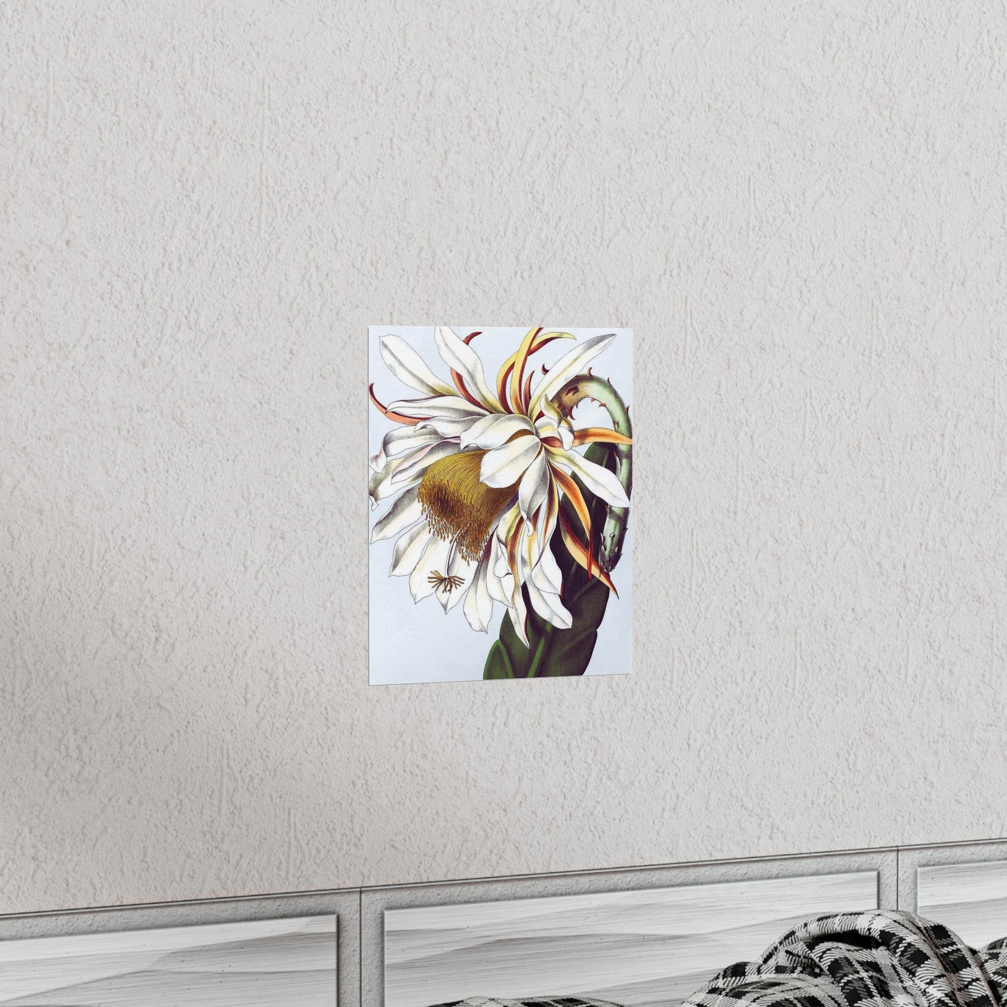 Epiphyllum-Thomasianum Antique Floral Print